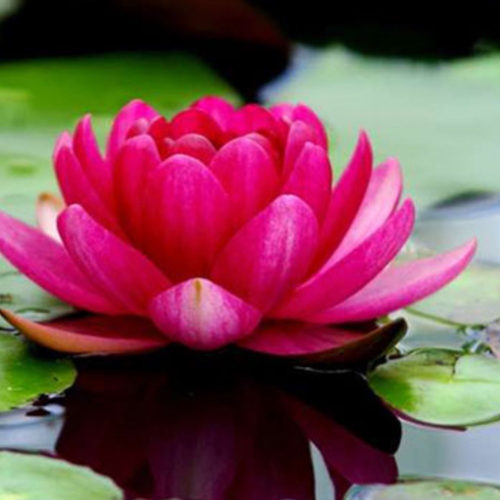 Meet your Posher, Chari